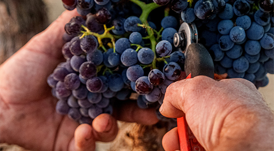 Dinner with tasting: Argiolas