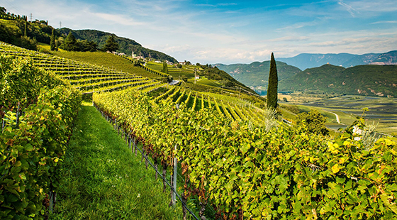 Dinner with tasting: Hofstätter