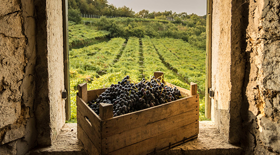 Dinner with tasting: Masi