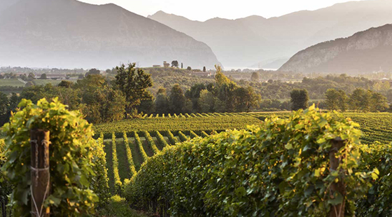 Dinner with tasting: Bariselli