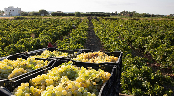 Dinner with tasting: Baglio Oro