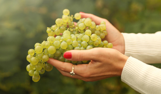 Cena con degustazione: Montelvini
