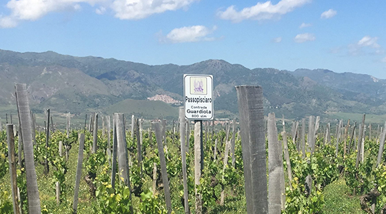 Evento in negozio: Passopisciaro