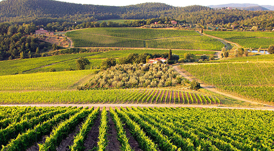 Cena con degustazione: Frescobaldi