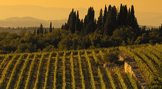 Cena con degustazione: Piper Heidsieck e Isole e Olena